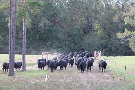 Cows walking through gate