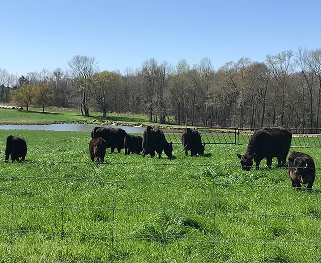 Cows in Field