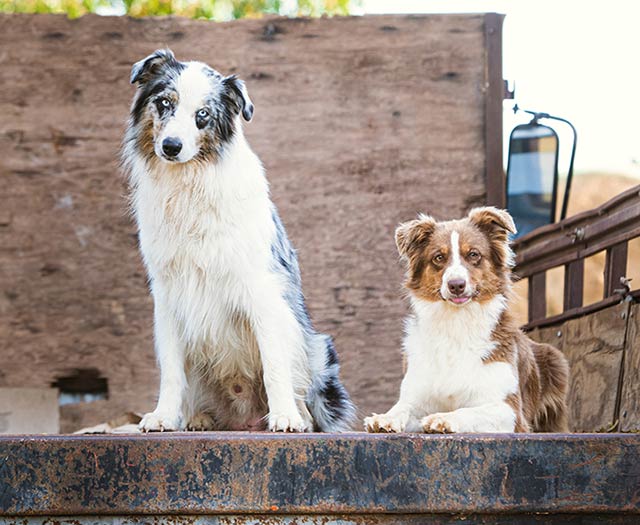 Dogs in bed of pickup